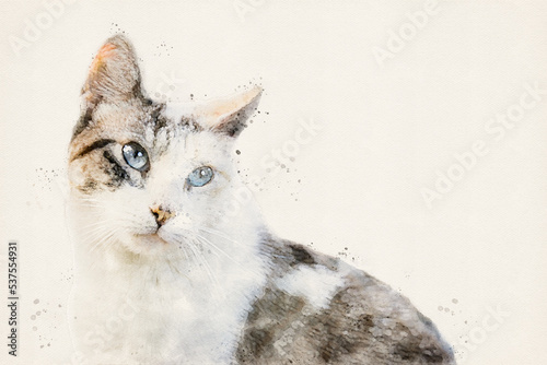 Cat with blue eyes. Blue-eyed pet, Felidae. Domestic cat, isolated with copy space, add your own text. Aquarelle, watercolor illustration.