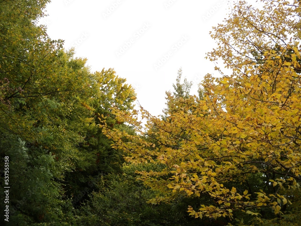Fototapeta premium autumn in the forest A