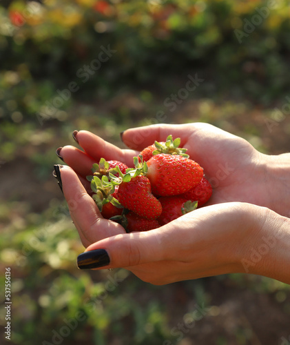 Strawberries in female hands against the background of blurry beds