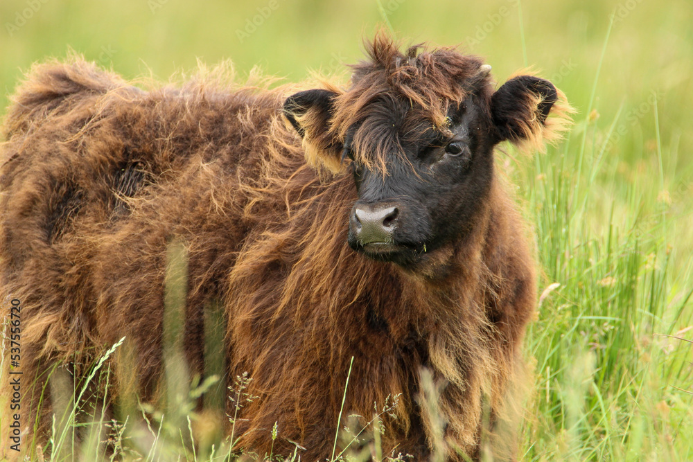 Cute Highland calf in a pasture in Scotland