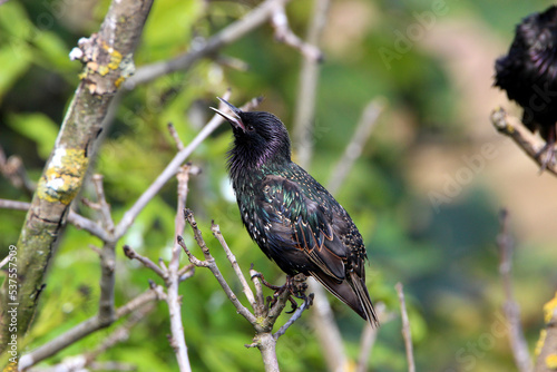 Common or European Starling in Scotland