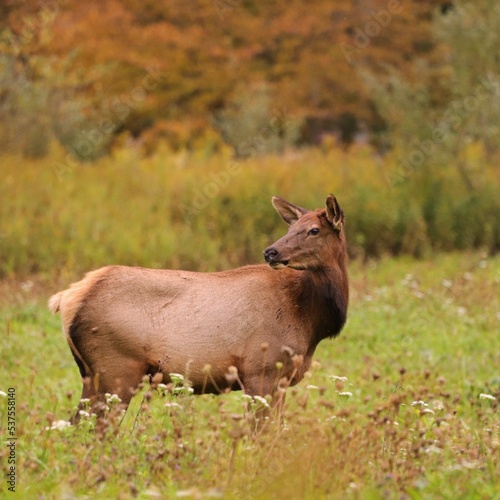 Elegant Female Elk Cow in Benezette PA