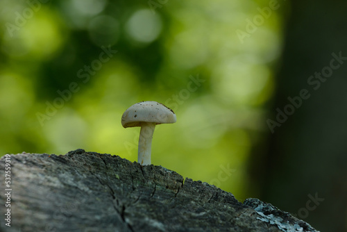 Tiny mushroom in woodland after storm 