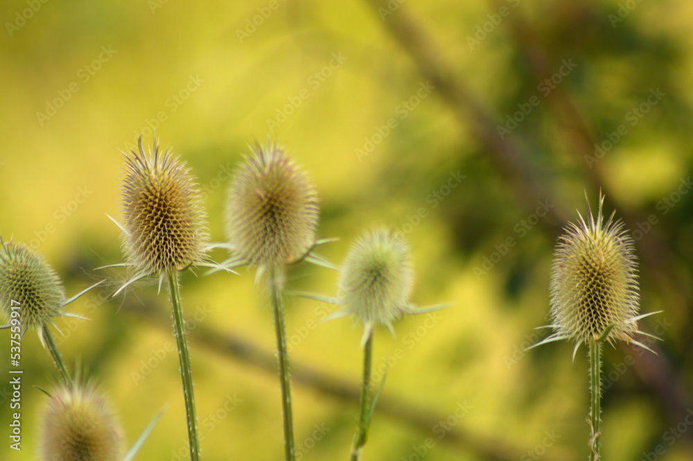 Closeup of cutleaf teasel green seeds with selective focus on foreground Closeup of cutleaf teasel green seeds with selective focus on foreground