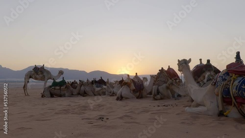 A group of camels sitting on the sand dune at sunrise in the Wadi Rum desert, Jordan photo