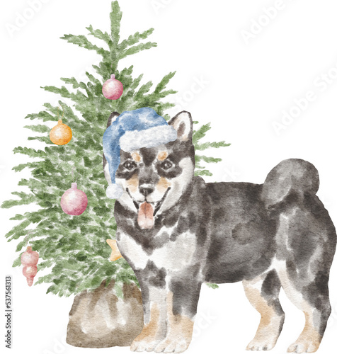 Fototapeta Naklejka Na Ścianę i Meble -  Shiba inu puppy with Christmas tree