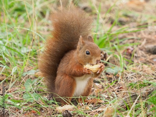 écureuil mange une cacahuète dans l'herbe