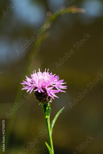 Vertical shot of a Blackish knapweed isolated on a blurred background
