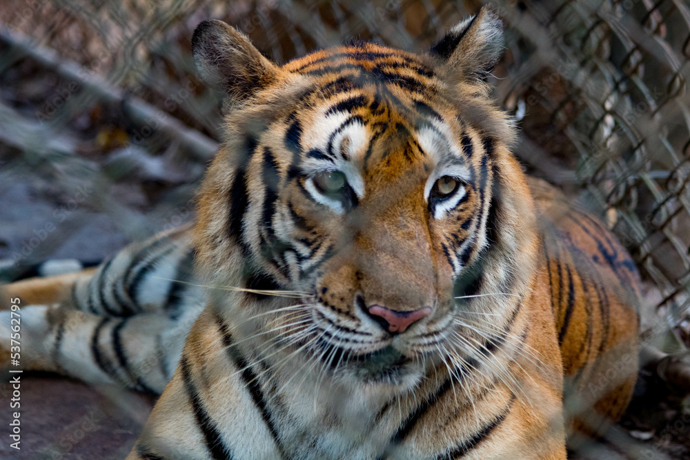 Obraz premium portrait of a tiger