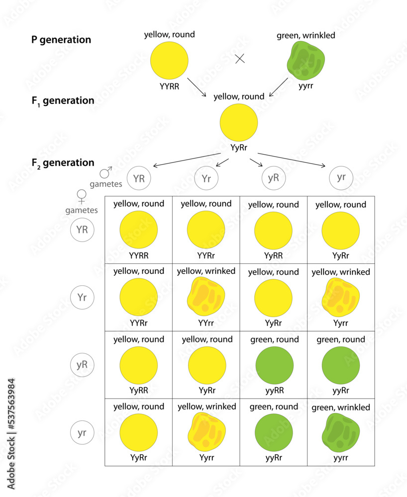 Dihybrid Cross Of Pea Plant. The Law Of Independent Assortment. Stock ...