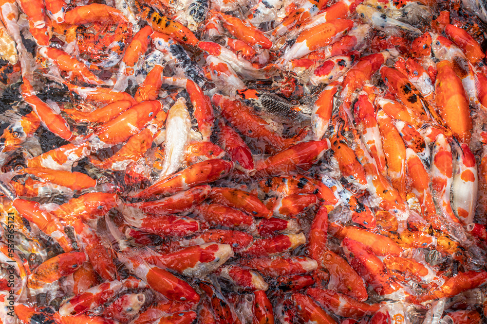 Koi swimming in a water garden,fancy carp fish,koi fishes, Koi Fish swim in pond. Koi swimming in a water garden,fancy carp fish,koi fishes, Koi Fish swim in pond.