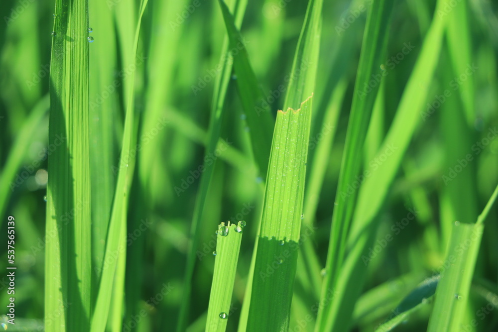 Fresh green wheat grass with drops dew macro background Fresh green wheat grass with drops dew macro background