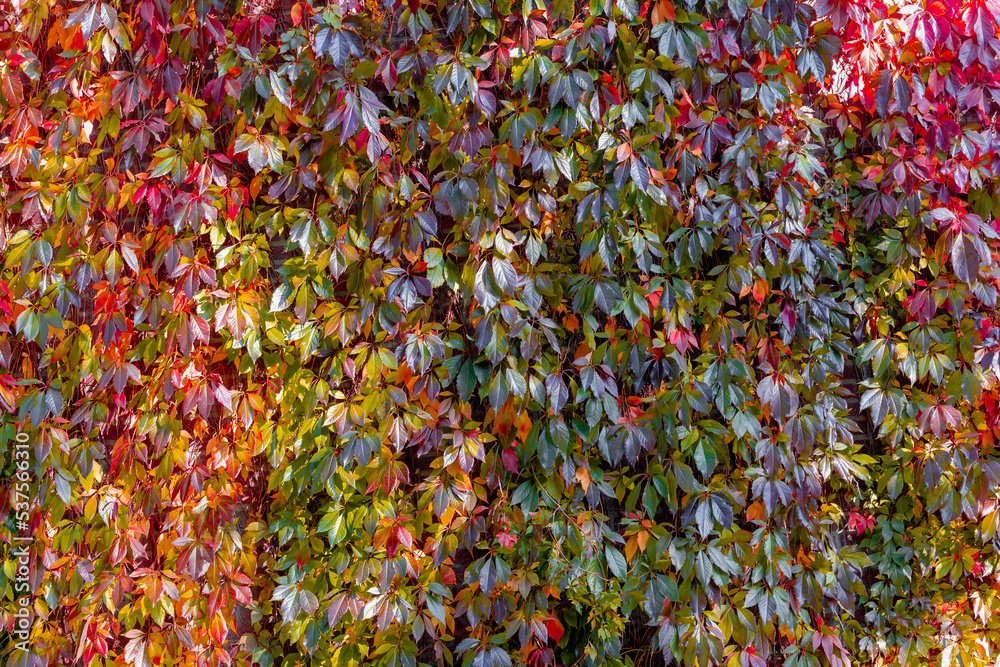 Colourful orange red leaves of Parthenocissus quinquefolia with sunlight, Virginia creeper is a species of flowering plant in the grape family Vitaceae, Nature autumn background, Leafs pattern texture