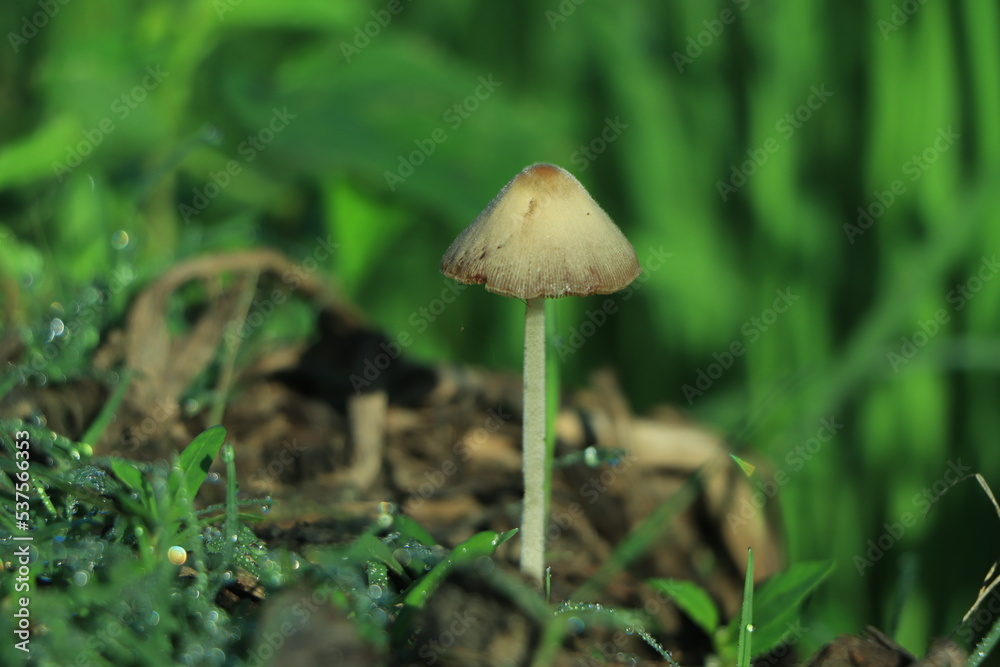 Mushroom in forest with winter morning sunlight Mushroom in forest with winter morning sunlight