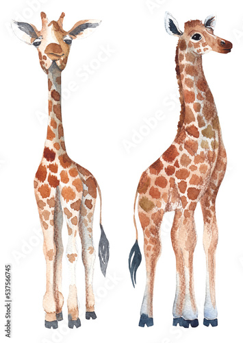 Watercolor couple of little giraffes illustration isolated on transparent background