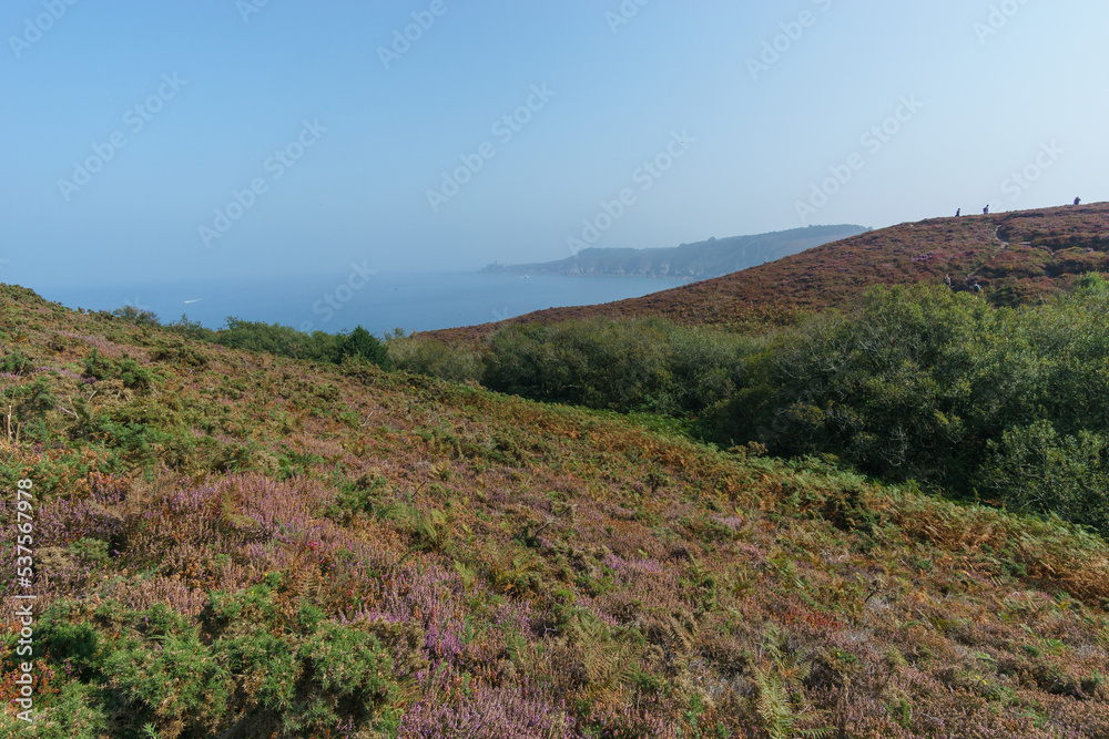 Cote d'Amour coastal landscape covered with heather on a hazy summer day, Brittany, France