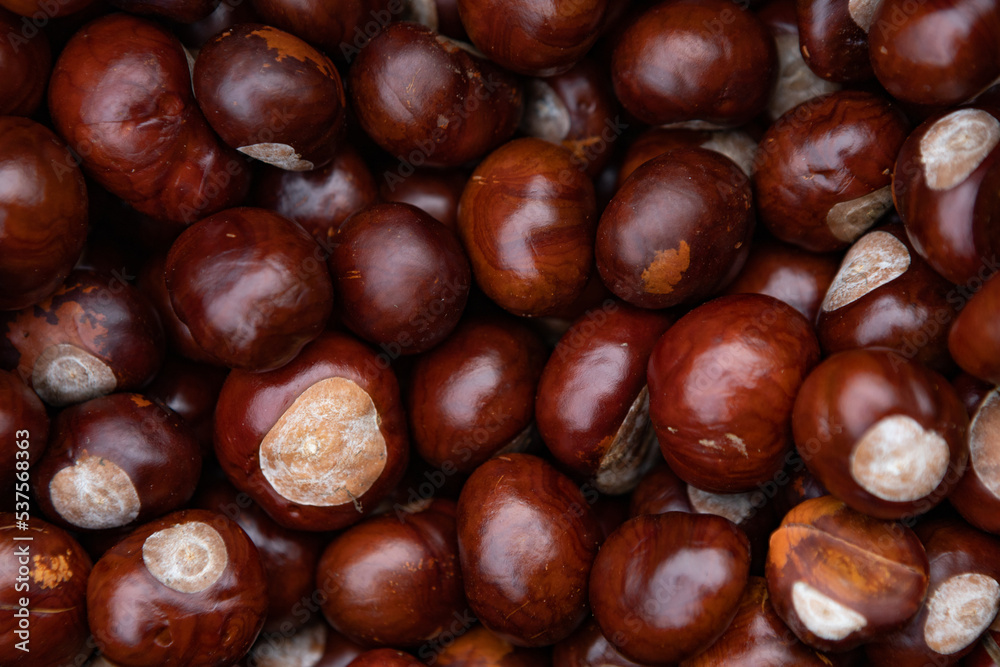texture background a lot of chestnuts pattern texture background a lot of chestnuts pattern