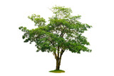 Isolated  trees  on transparent background PNG file