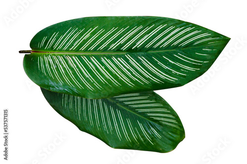 Leaves Calathea ornata pin stripe  Isolate on transparent background PNG file photo