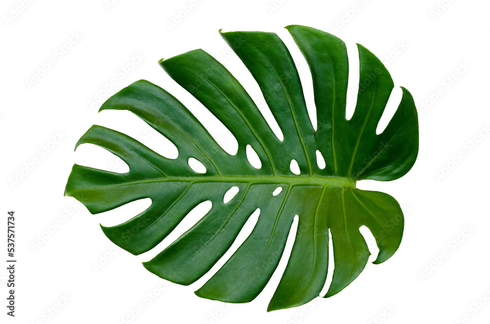 Monstera leaves leaves with Isolate  Leaves on transparent background PNG file  - obrazy, fototapety, plakaty 