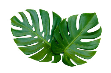 Monstera leaves leaves with Isolate  Leaves on transparent background PNG file 
