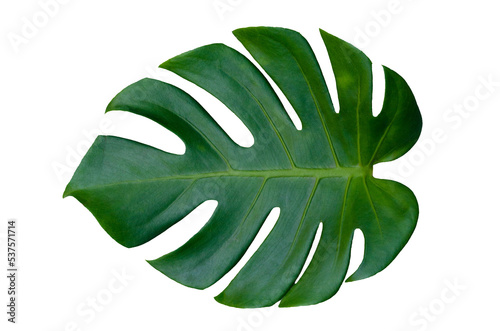 Monstera leaves leaves with Isolate  Leaves on transparent background PNG file 