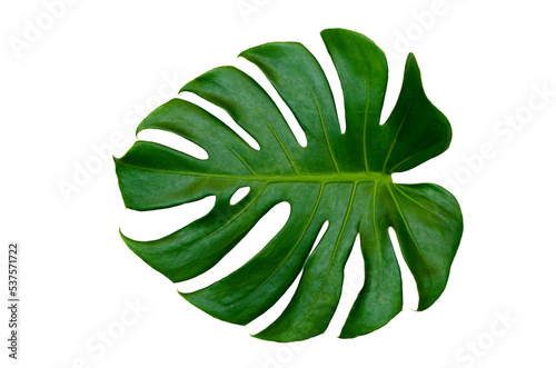 Monstera leaves leaves with Isolate Leaves on transparent background PNG file 