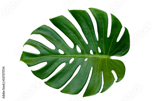 Monstera leaves leaves with Isolate  Leaves on transparent background PNG file  photo