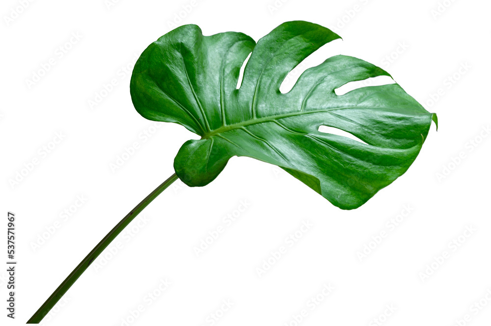 Obraz premium Monstera leaves leaves with Isolate Leaves on transparent background PNG file 