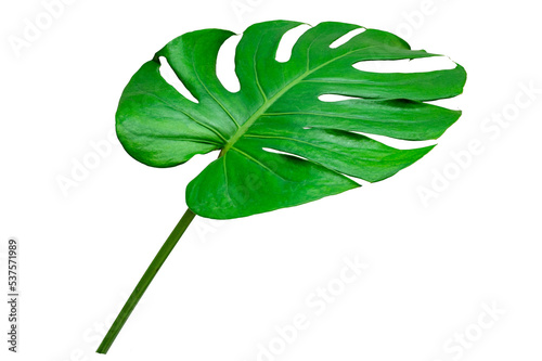Fototapeta Naklejka Na Ścianę i Meble -  Monstera leaves leaves with Isolate  Leaves on transparent background PNG file 