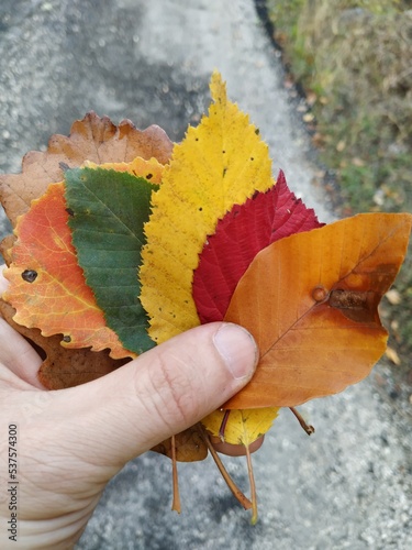 autum my village and some tree leaves different colours all