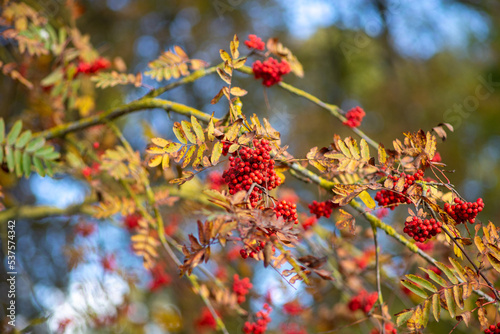 Rowan branch with red berries in the foreground