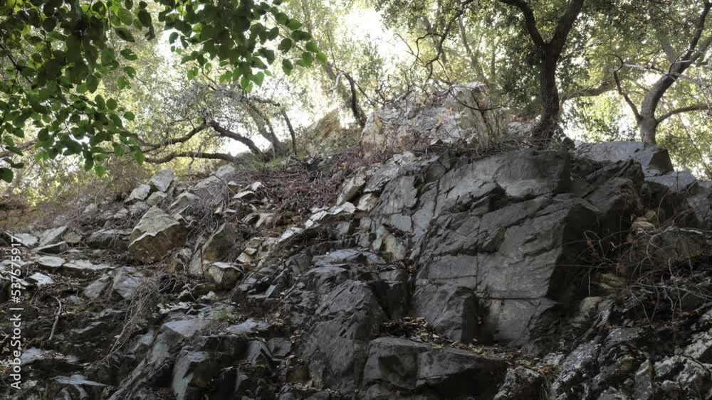 Old forest in the mountains of Southern California. Old forest in the mountains of Southern California.