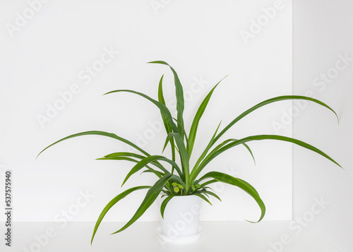 green homeplant in a white  vase
