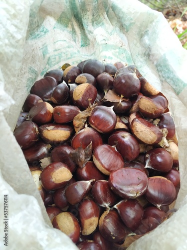 these cheesenuts from my homeland kastamonu turkey in this autum season 