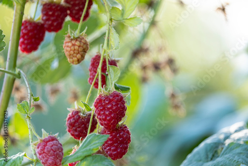 Ripe juicy raspberries on a bush. Beautiful berries in the garden.