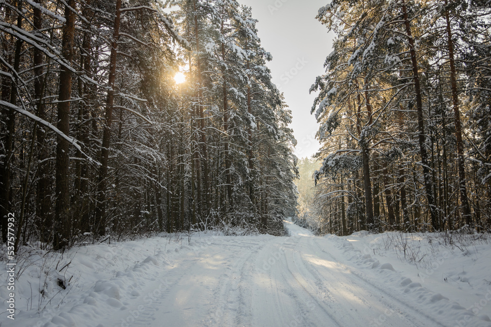 winter forest landscape with snow winter forest landscape with snow