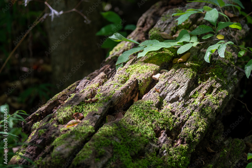 Interesting textures in aging tree trunks. Interesting textures in aging tree trunks.
