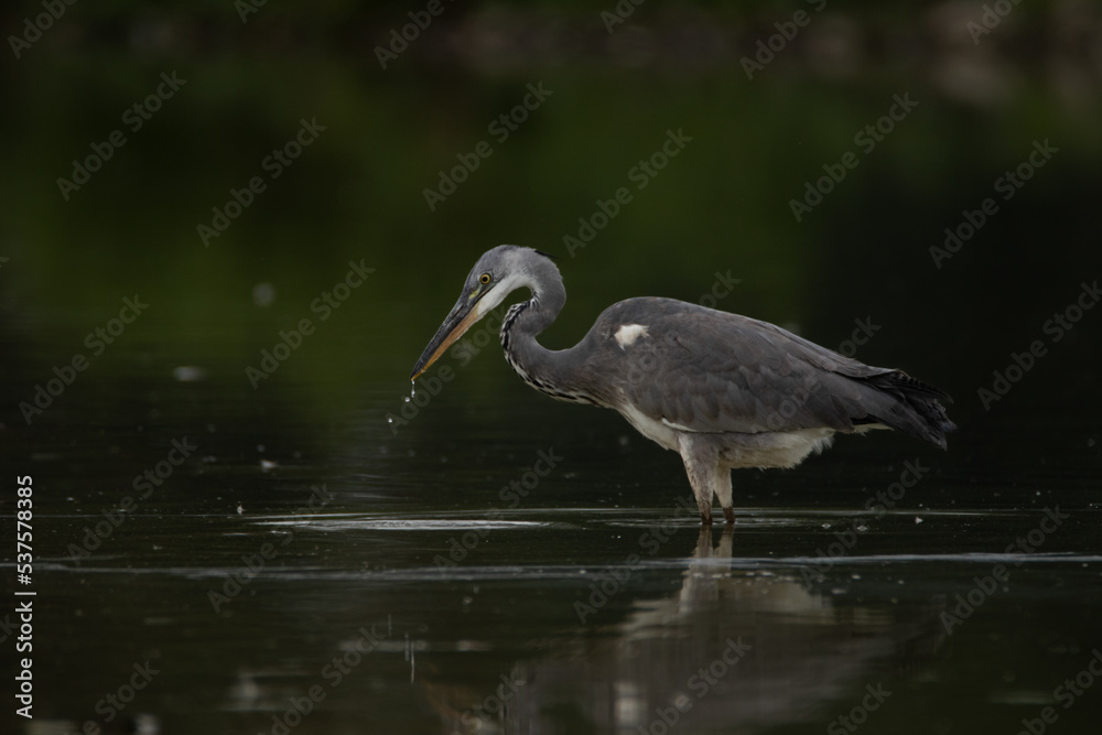 Obraz premium Gray heron standing in water