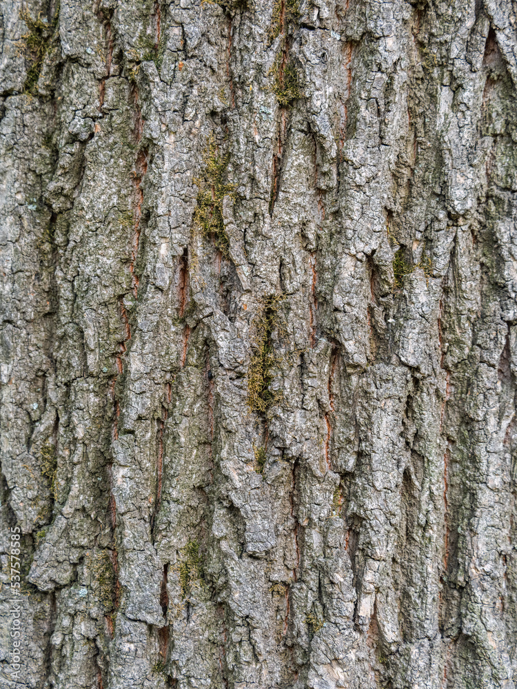 Bark texture and background of a old tree trunk. Detailed bark texture. Bark texture and background of a old tree trunk. Detailed bark texture.