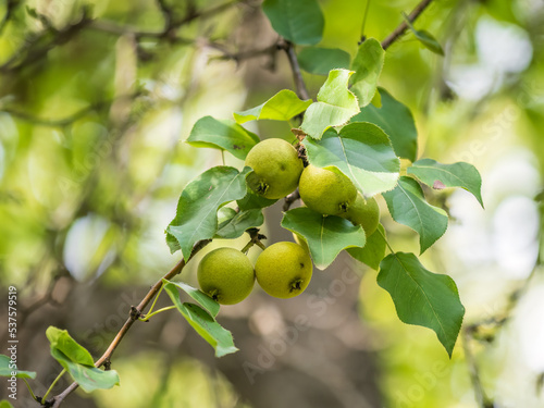 Yellow wild apples ripen on a branch. The Fruit Harvest. Autumn. Soft and selective focus.