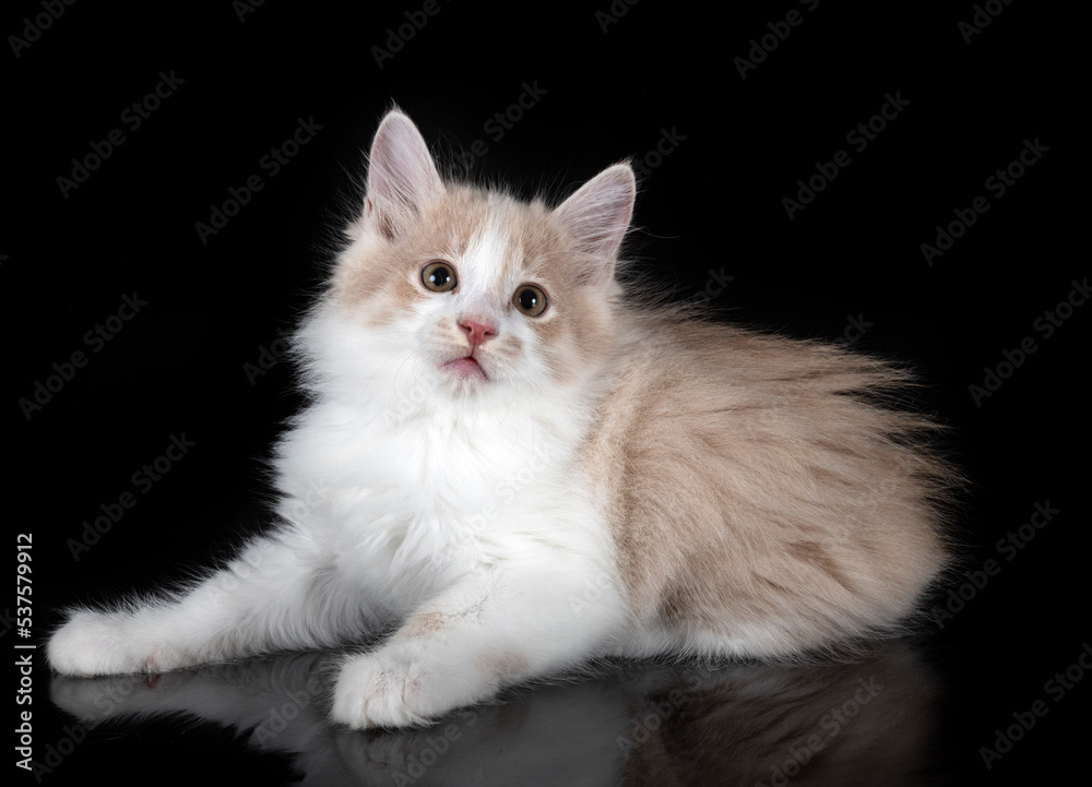 Kurilian Bobtail in studio Kurilian Bobtail in studio
