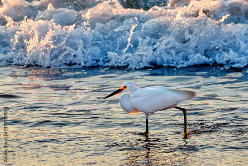 Snowy egret wades thru the coastline of Myrtle Beach South Carolina at sunrise