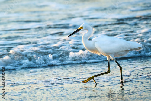 Snowy egret wades thru the coastline of Myrtle Beach South Carolina at sunrise