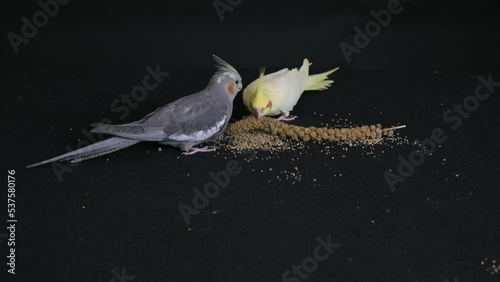 Two gray and yellow cockatiels eat bird food from a saucer