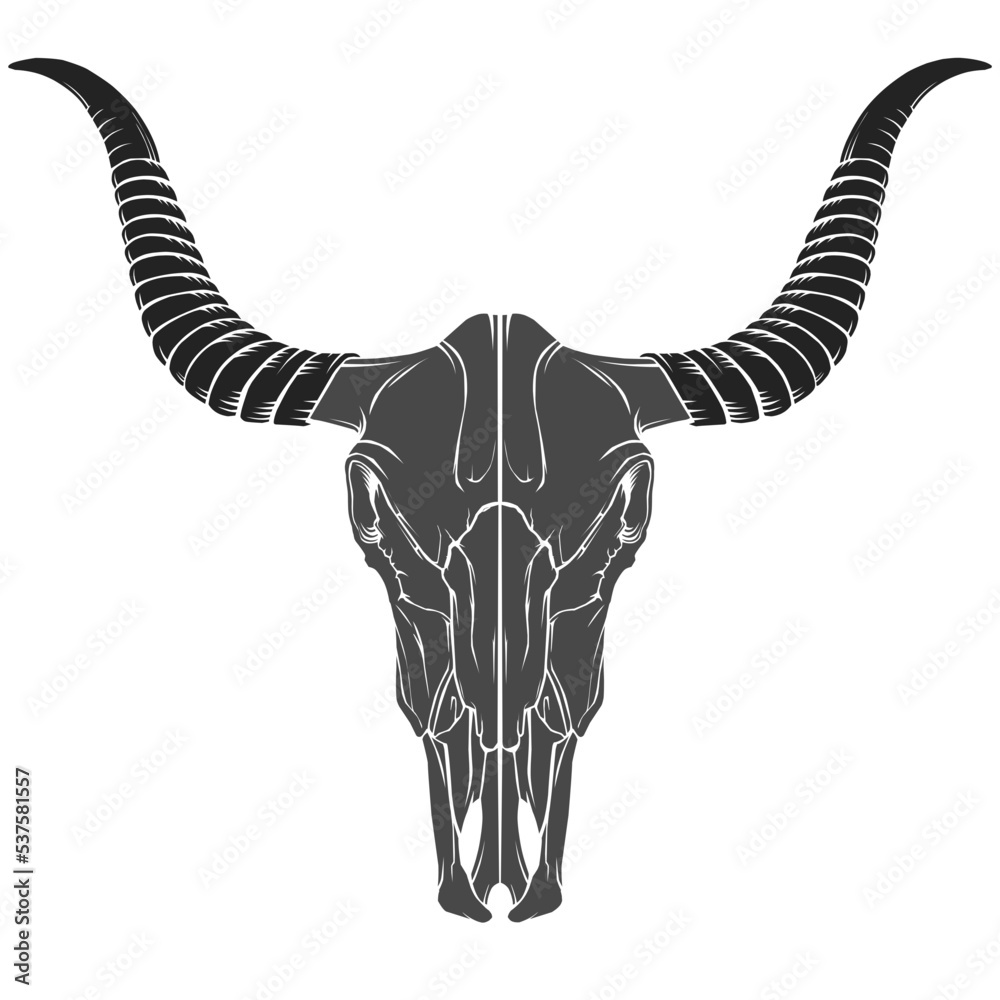 bull skull isolated on white bull skull isolated on white