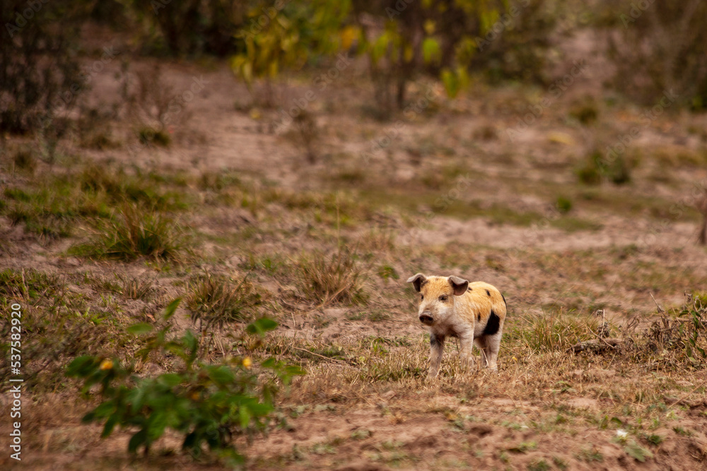 small pig with black spots waiting for its mother by the road small pig with black spots waiting for its mother by the road