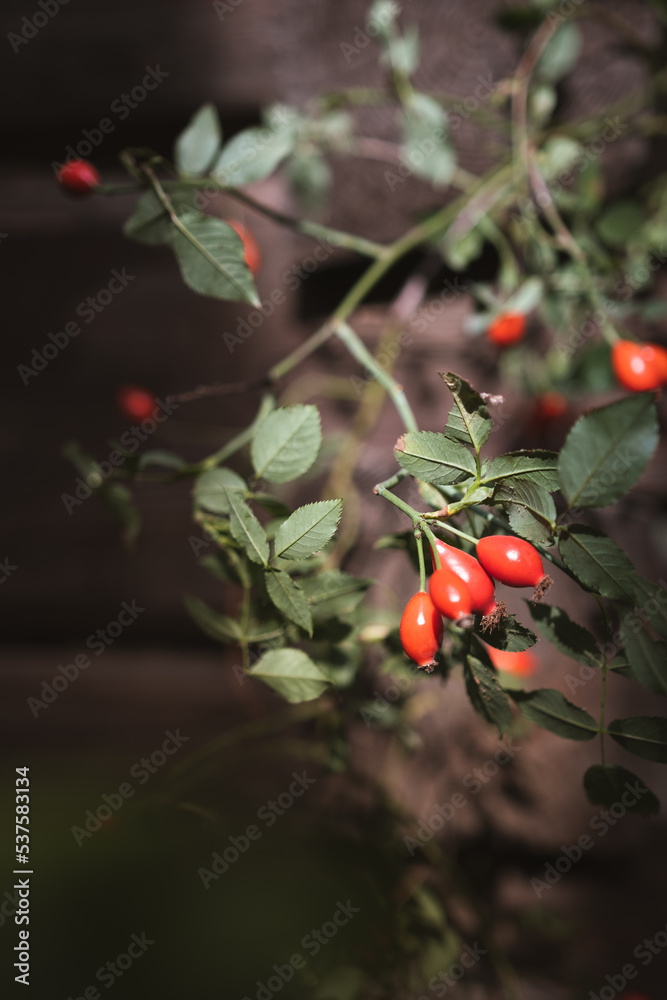 Red and pink rosehips, rose hips with split leaves