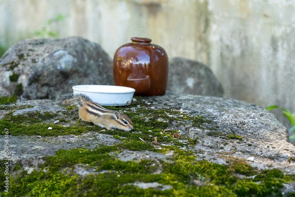 北海道　エゾシマリス　シマリス　リス　　小動物　かわいい　齧歯類