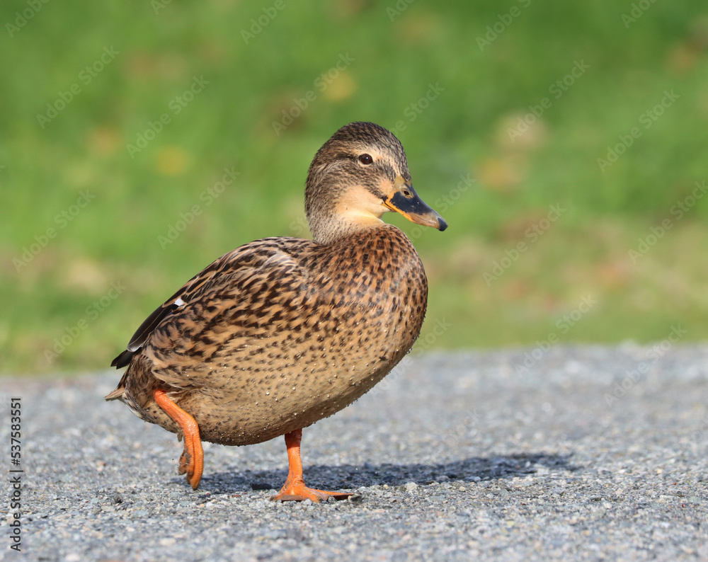 Mallard Mallard